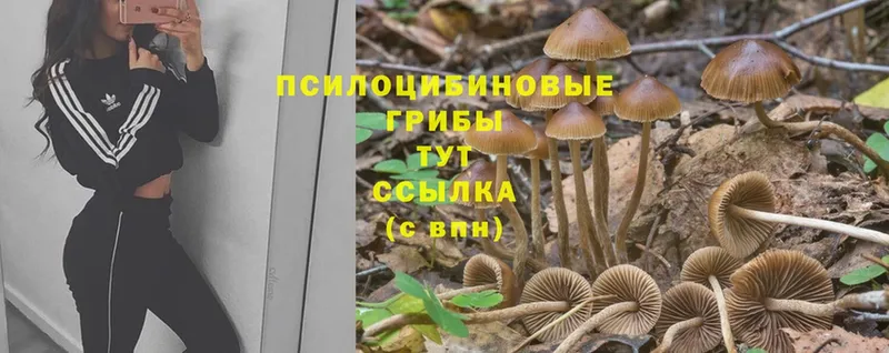 Псилоцибиновые грибы Cubensis  Борзя 